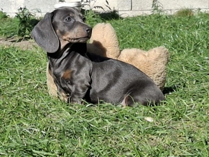 Eladó Törpe tacskó kiskutyák