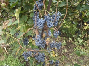 Otelló kék szőlő eladó