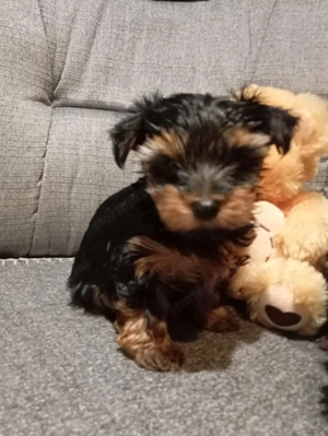 Yorkshire terrier (yorki) kiskutyák