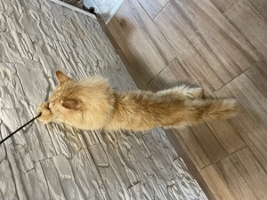 Maine Coon kiscicák - kép 3