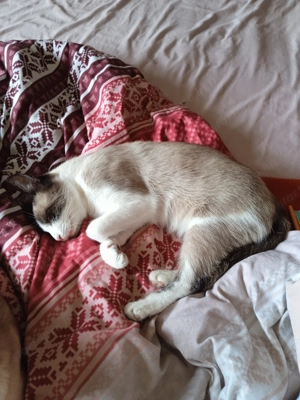 Cicák jó helyre ajándékba elvihetők - kép 2