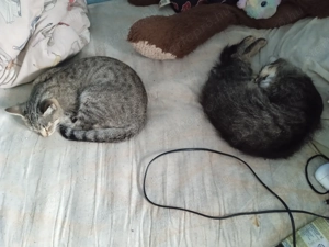 Cicák jó helyre ajándékba elvihetők - kép 4