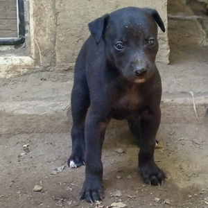 Whippet kis agár kan kölykök