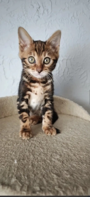 Bengali márvány színű fiú macska 