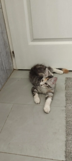 Maine Coon kislányok  - kép 2