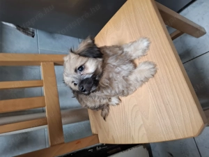 Bichon havanese kiskutyák  - kép 2