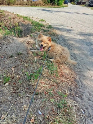 Spicc fajtiszta kisfiú 