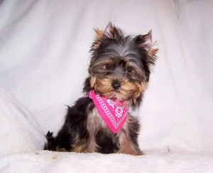 Yorkshire terrier pici méretű, minőségi babák - kép 3