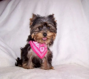 Yorkshire terrier pici méretű, minőségi babák - kép 2