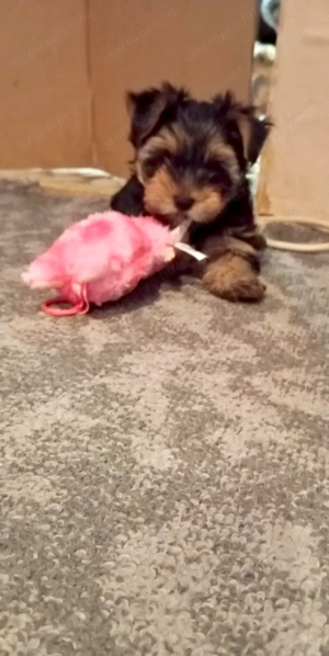 Yorkshire terrier kiskutyák 