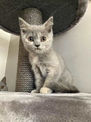 Skót cica 10hetes - kép 2