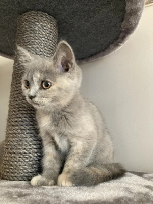 Skót cica 10hetes - kép 3