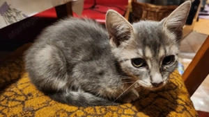 Cirmos cica szerető új gazdáját keresi! (Ingyen) - kép 3