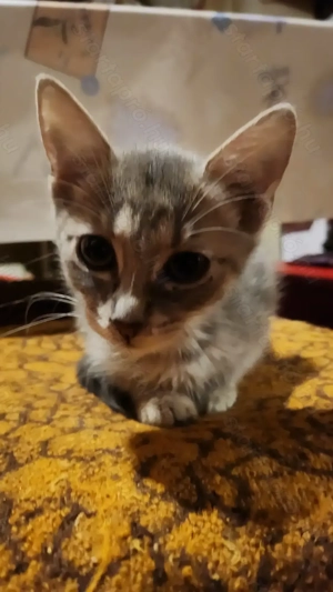 Cirmos cica szerető új gazdáját keresi! (Ingyen) - kép 2