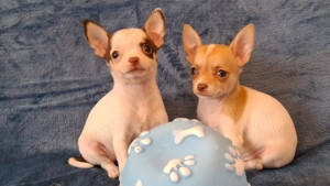 eladó csivava pici méretűek chihuahua 