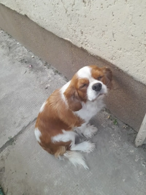 Cavalier szuka eladó - kép 2