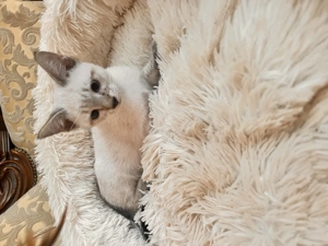 Sziámi ,és keleti rövidszőrű (orientáltis)cica macska - kép 3