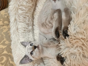 Sziámi ,és keleti rövidszőrű (orientáltis)cica macska - kép 2