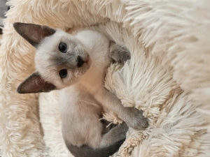 Sziámi ,és keleti rövidszőrű (orientáltis)cica macska - kép 4