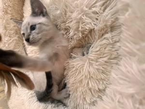 Sziámi ,és keleti rövidszőrű (orientáltis)cica macska - kép 7