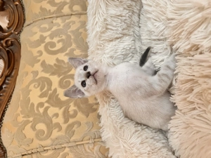 Sziámi ,és keleti rövidszőrű (orientáltis)cica macska - kép 6