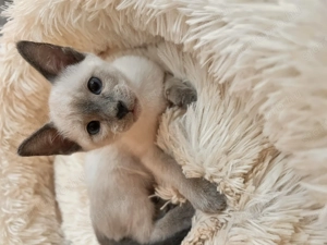 Sziámi ,és keleti rövidszőrű (orientáltis)cica macska - kép 5