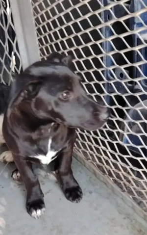 Jászladányi ebrendészeti telep gazdakeresői - kép 10