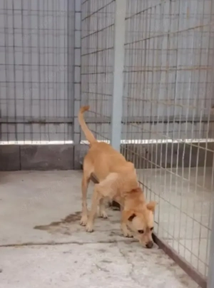 Jászladányi ebrendészeti telep gazdakeresői - kép 8