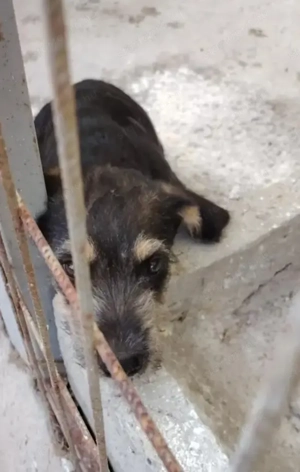 Jászladányi ebrendészeti telep gazdakeresői - kép 9