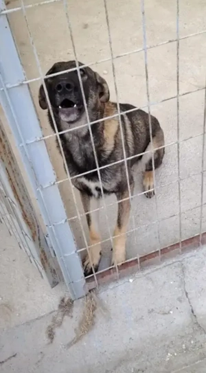 Jászladányi ebrendészeti telep gazdakeresői - kép 6