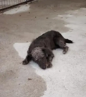 Jászladányi ebrendészeti telep gazdakeresői - kép 3