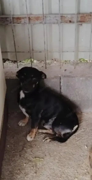 Jászladányi ebrendészeti telep gazdakeresői - kép 7