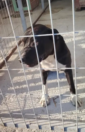 Jászladányi ebrendészeti telep gazdakeresői - kép 11