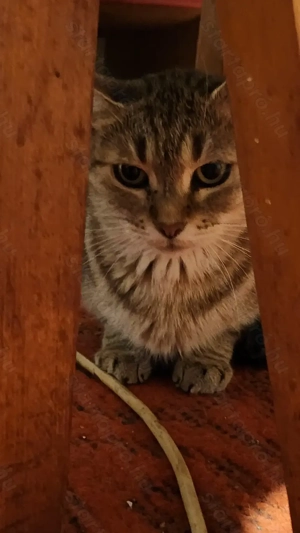 Gazdit keres egy cuki cica!  - kép 3