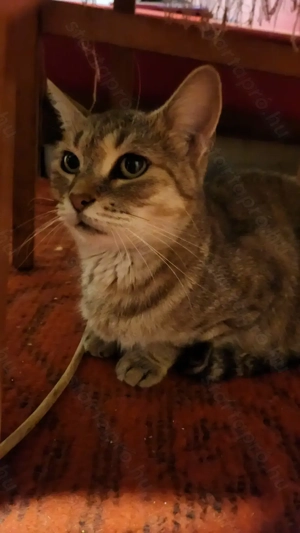 Gazdit keres egy cuki cica!  - kép 4