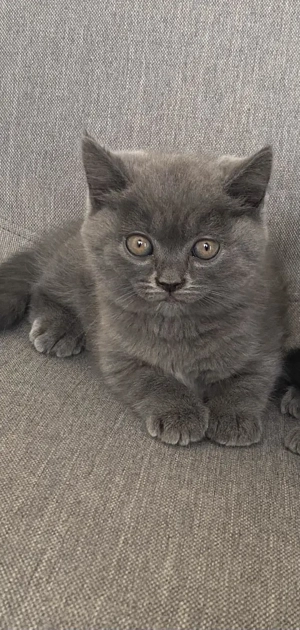 Britt kék cicák eladóak - kép 2