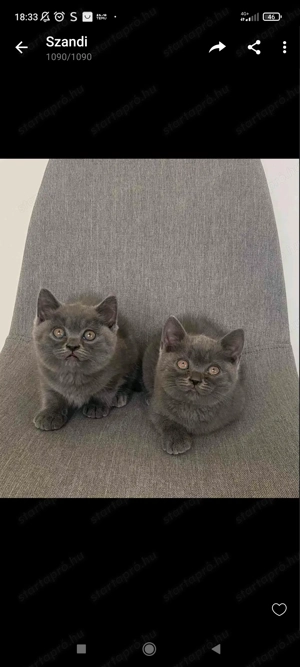 Britt kék cicák eladóak - kép 3