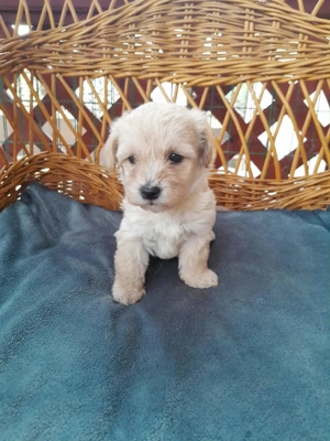 Maltipoo foglalhato 4 fiu es 1 lány - kép 7