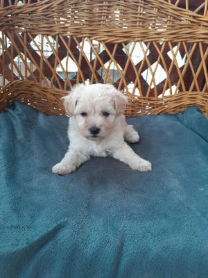 Maltipoo foglalhato 4 fiu es 1 lány - kép 8