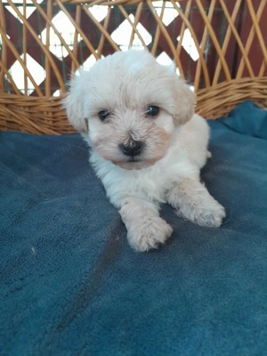 Maltipoo foglalhato 4 fiu es 1 lány - kép 3