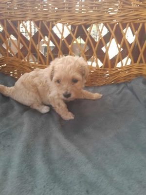 Maltipoo foglalhato 4 fiu es 1 lány - kép 2