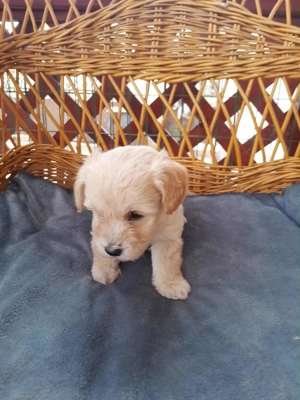 Maltipoo foglalhato 4 fiu es 1 lány - kép 4