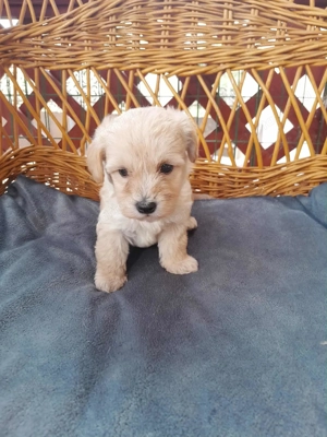 Maltipoo foglalhato 4 fiu es 1 lány - kép 6