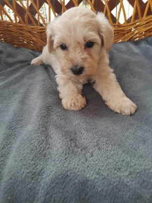 Maltipoo foglalhato 4 fiu es 1 lány - kép 5