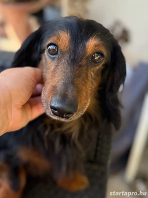 Hosszúszőrű tacskó kan