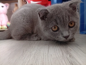 Skót lógófülű kiscica  - kép 3