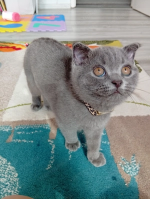 Skót lógófülű kiscica  - kép 4