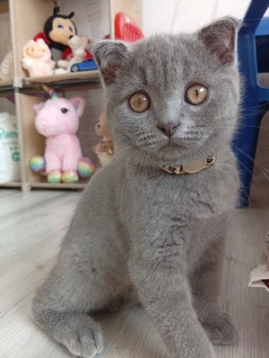 Skót lógófülű kiscica  - kép 2