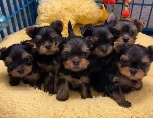 Mini yorkshrie terrier kölykök 