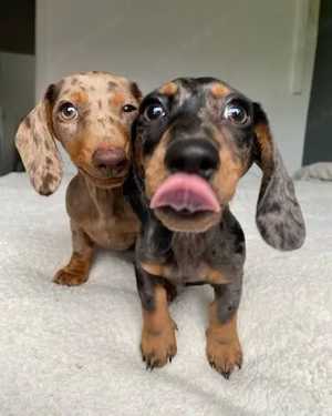 Căței Teckel frumoși